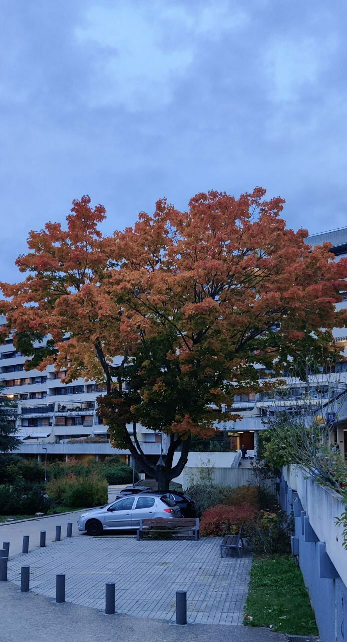 Famiglia Massy 256993