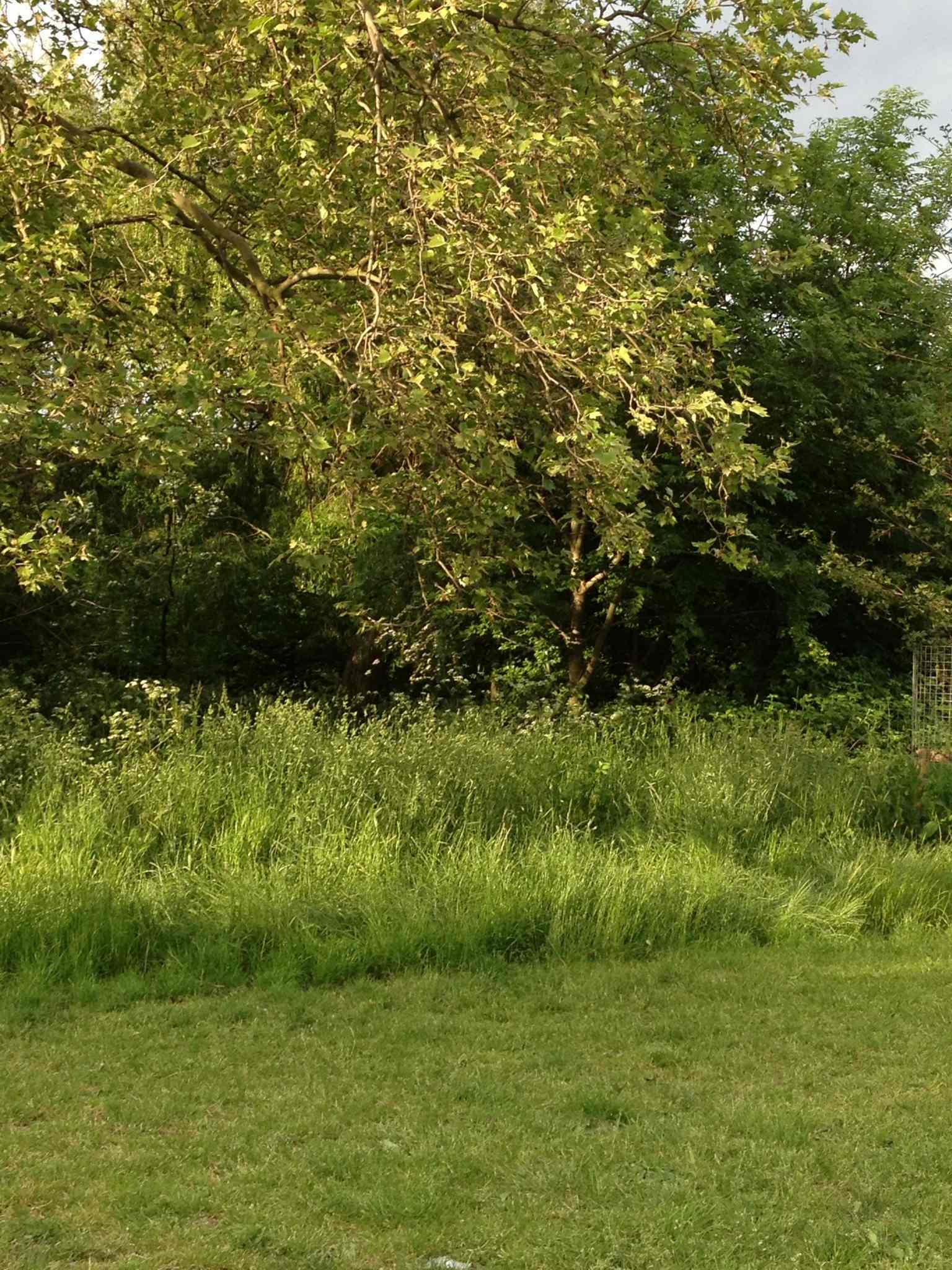 Famiglia London 86704