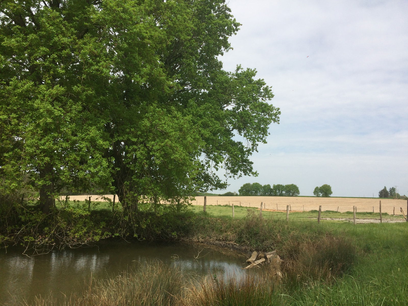 Famiglia Villeloin-Coulangé 265905