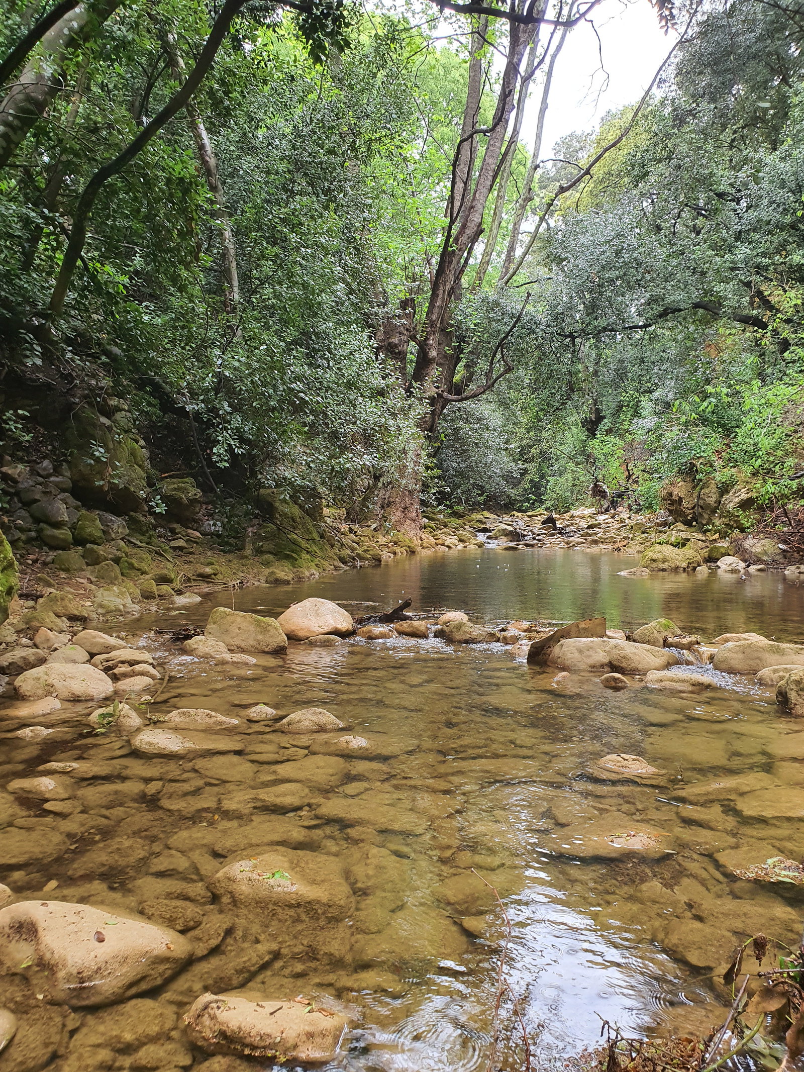 Famiglia Toulon 358035