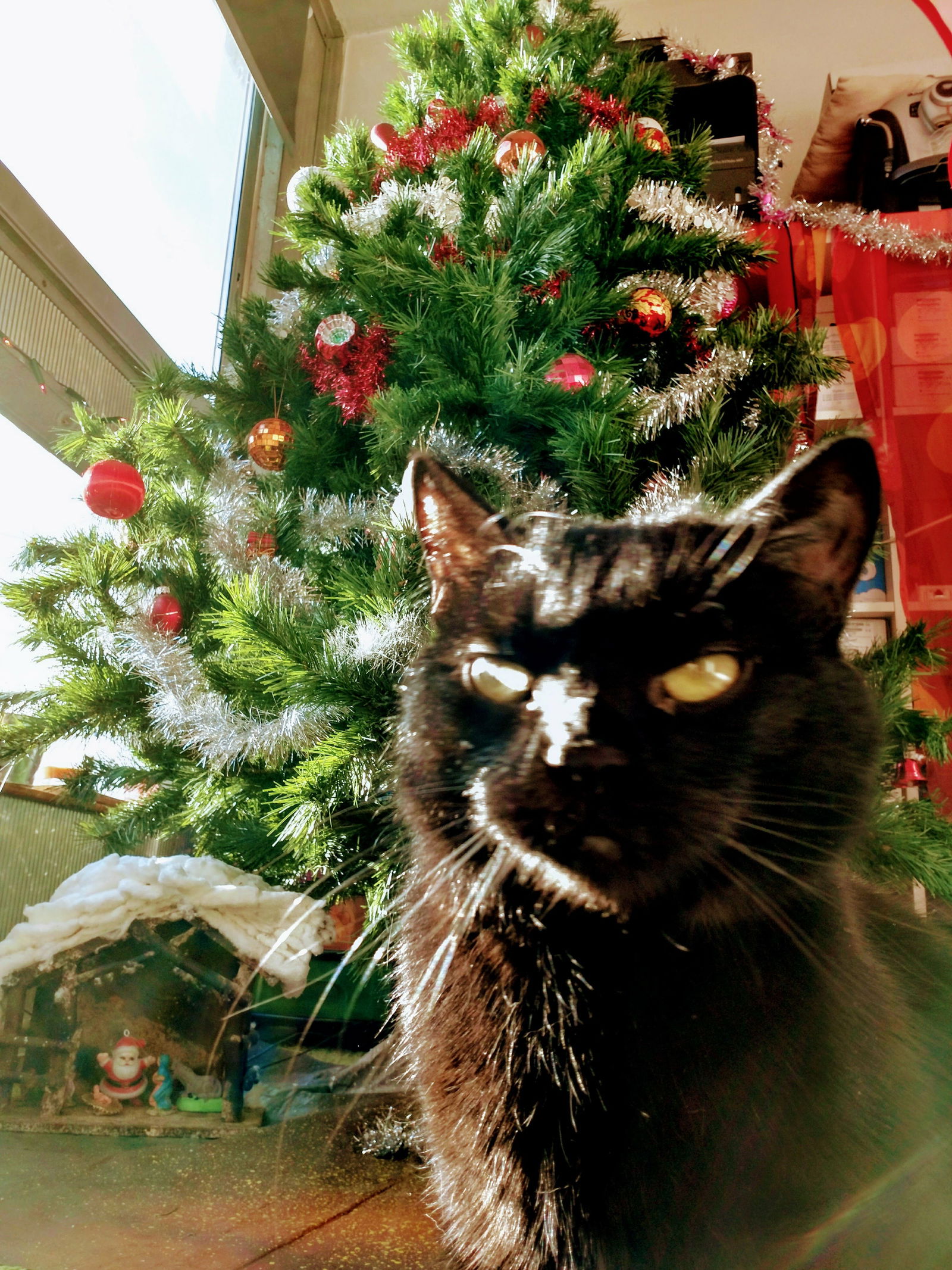 Famiglia Lyon 215856