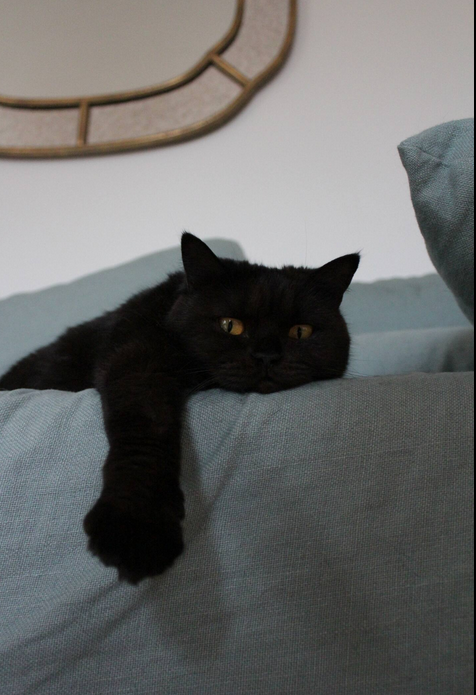 Famiglia L'Île-Saint-Denis 253141