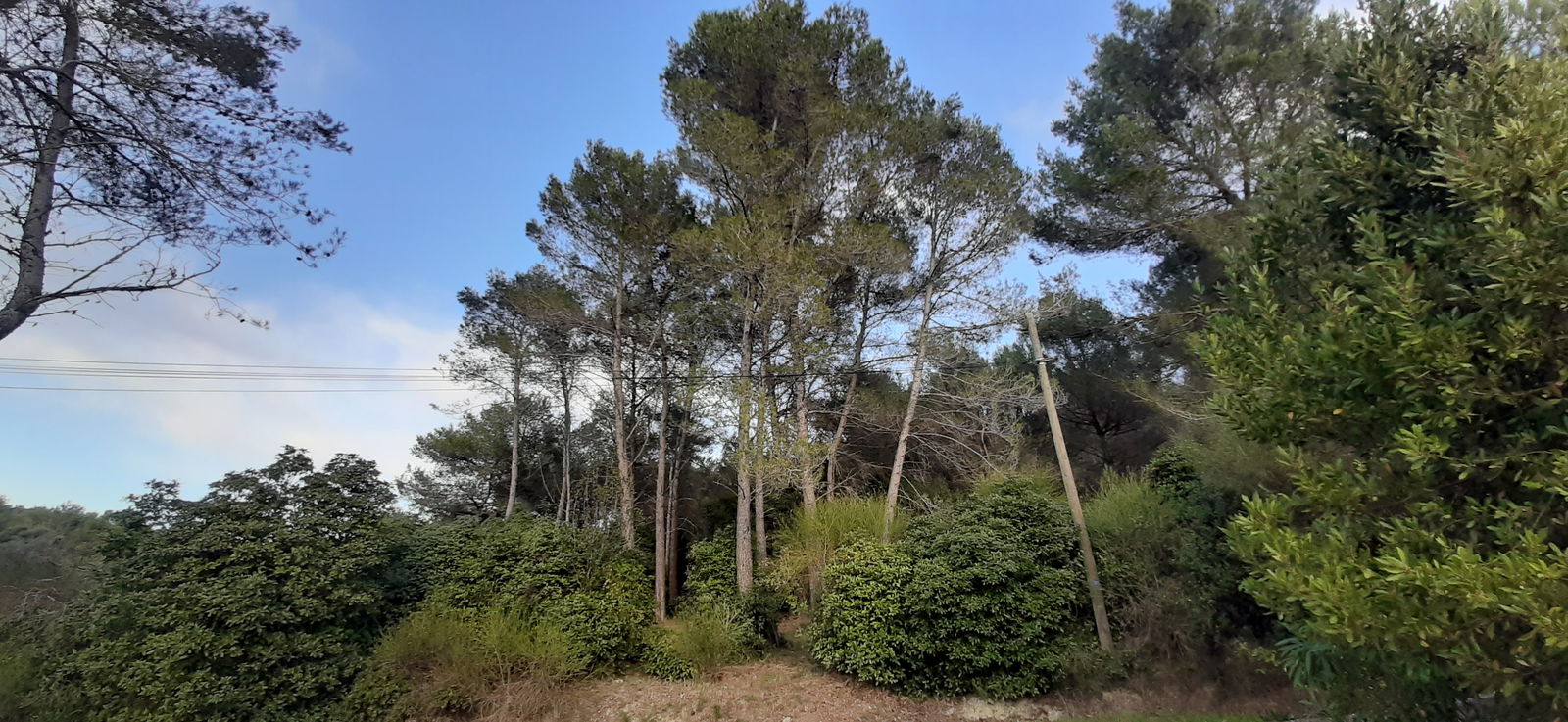 Famiglia Ceyreste 243907