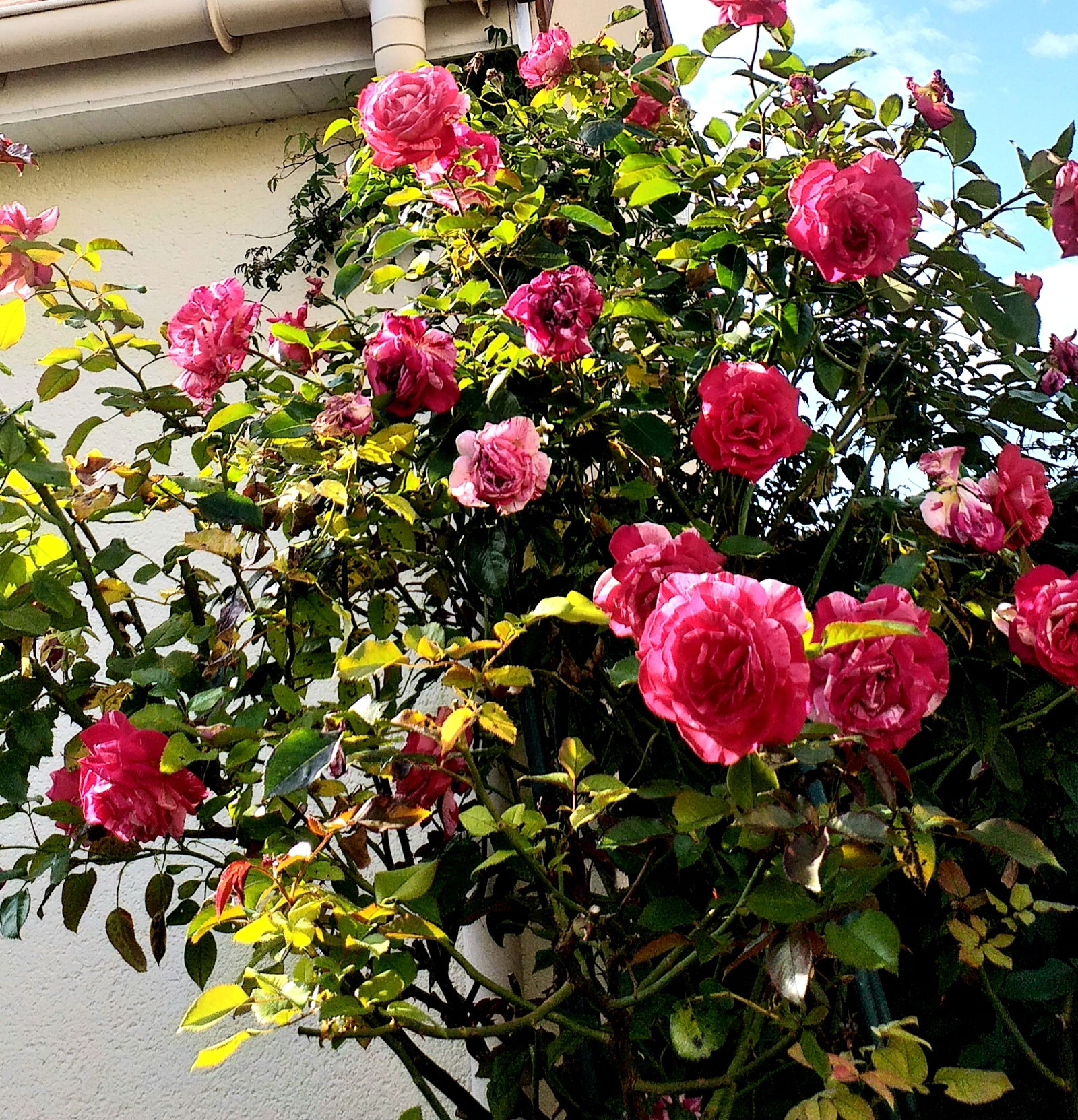 Famiglia Montesson 216233