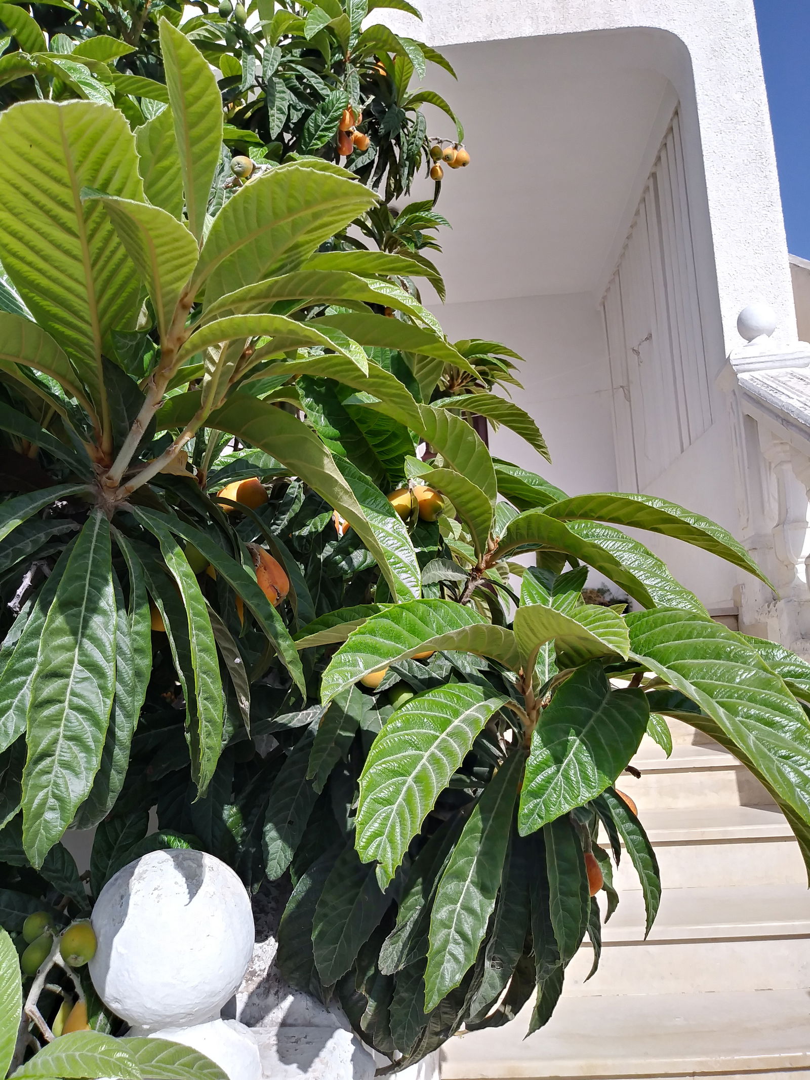 Famiglia Tunis 40679