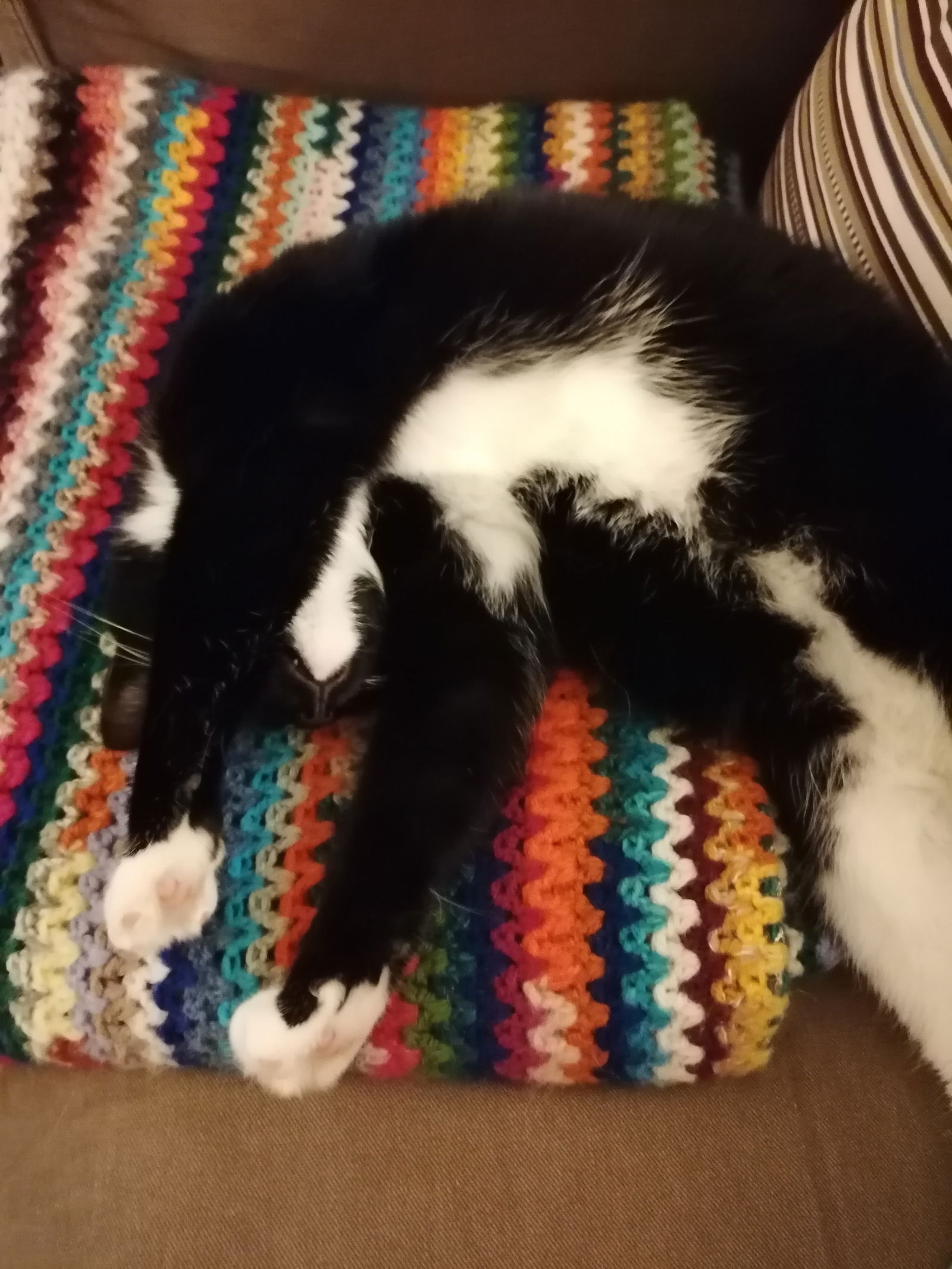 Famiglia Watermael-Boitsfort 248923