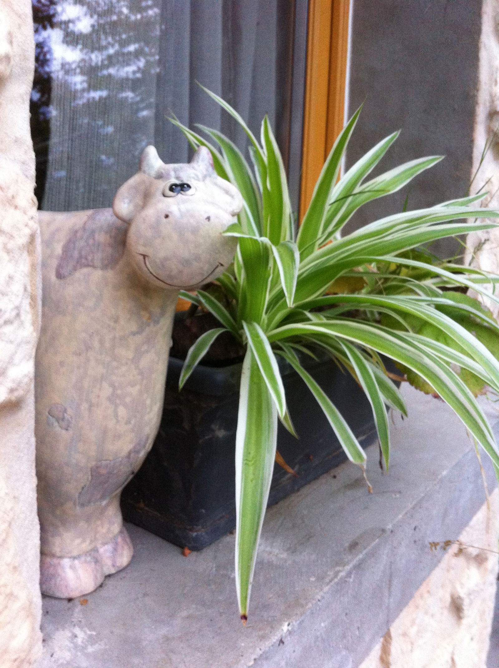 Famiglia Larringes 107803