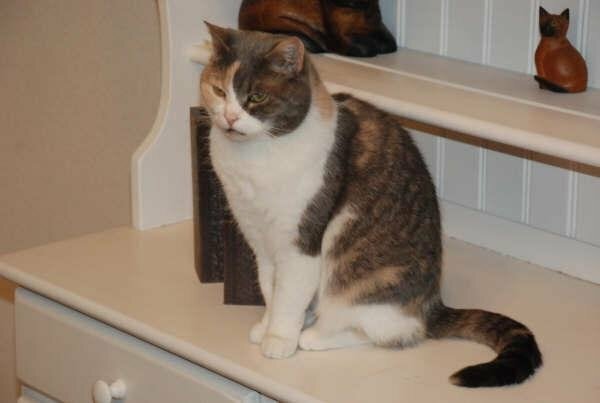 Famiglia Uccle 73017