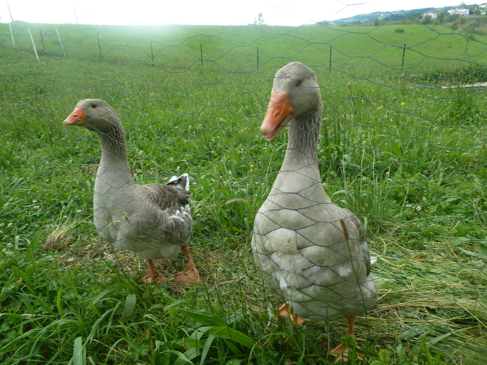 Famiglia Masparraute 246428