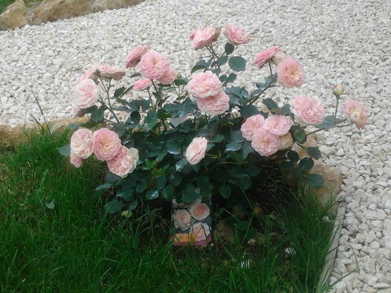 Famiglia Nevers 54900