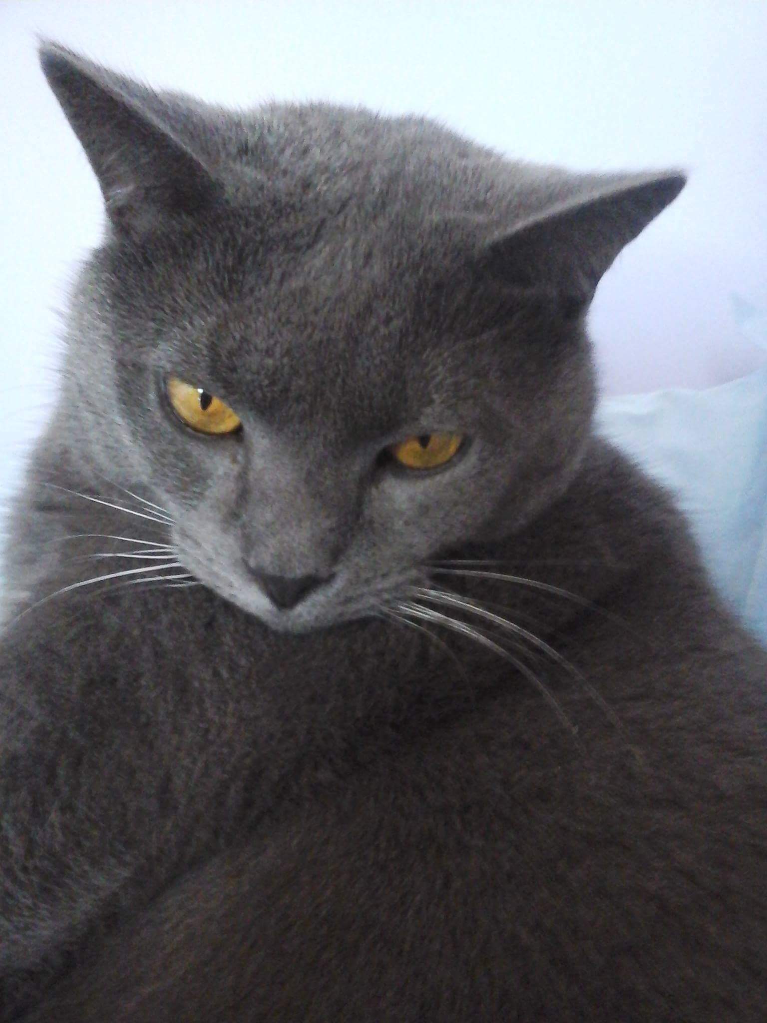 Famiglia Châteauroux 122394