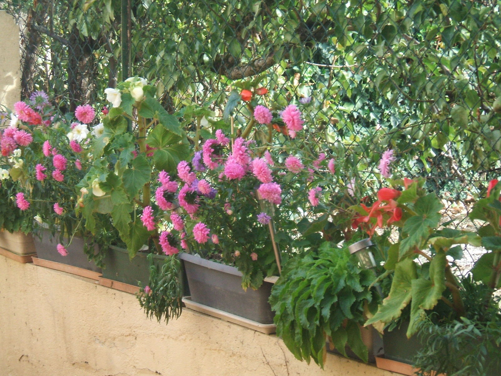 Famiglia Villeneuve-sur-Lot 259079