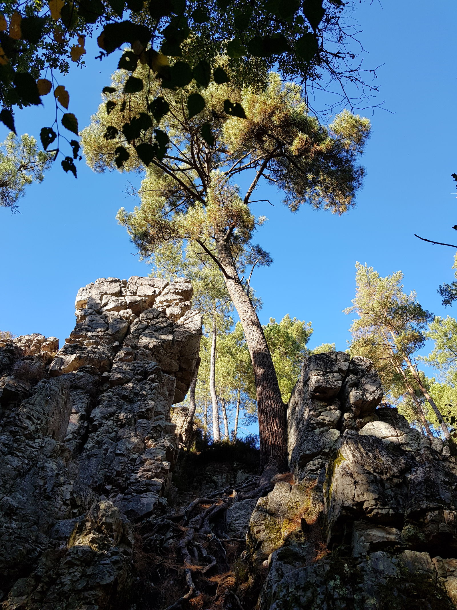 Famiglia Mont-Saint-Jean 198159