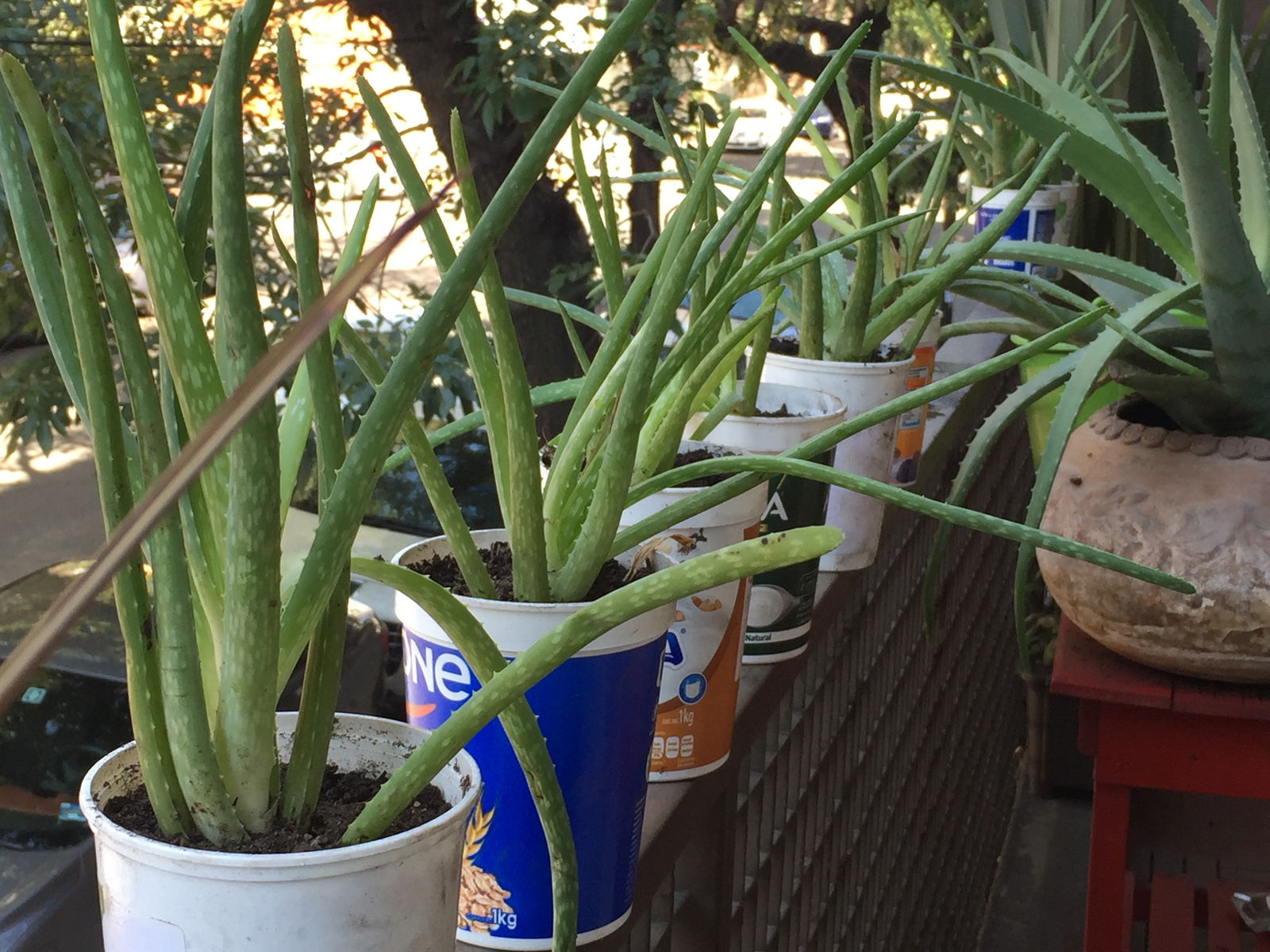 Famiglia México D.F. 213187