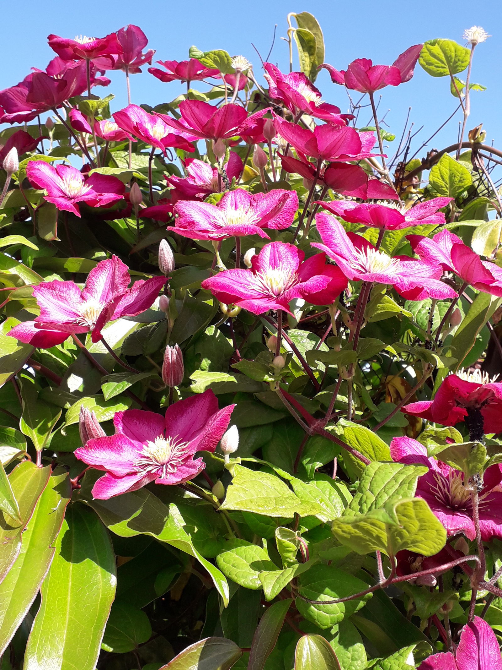 Camere Per Gli Ospiti Ambon 121671