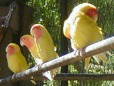 Tutta La Casa Bambous 1427