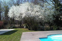 Famiglia Saint-Genis-Laval 72481