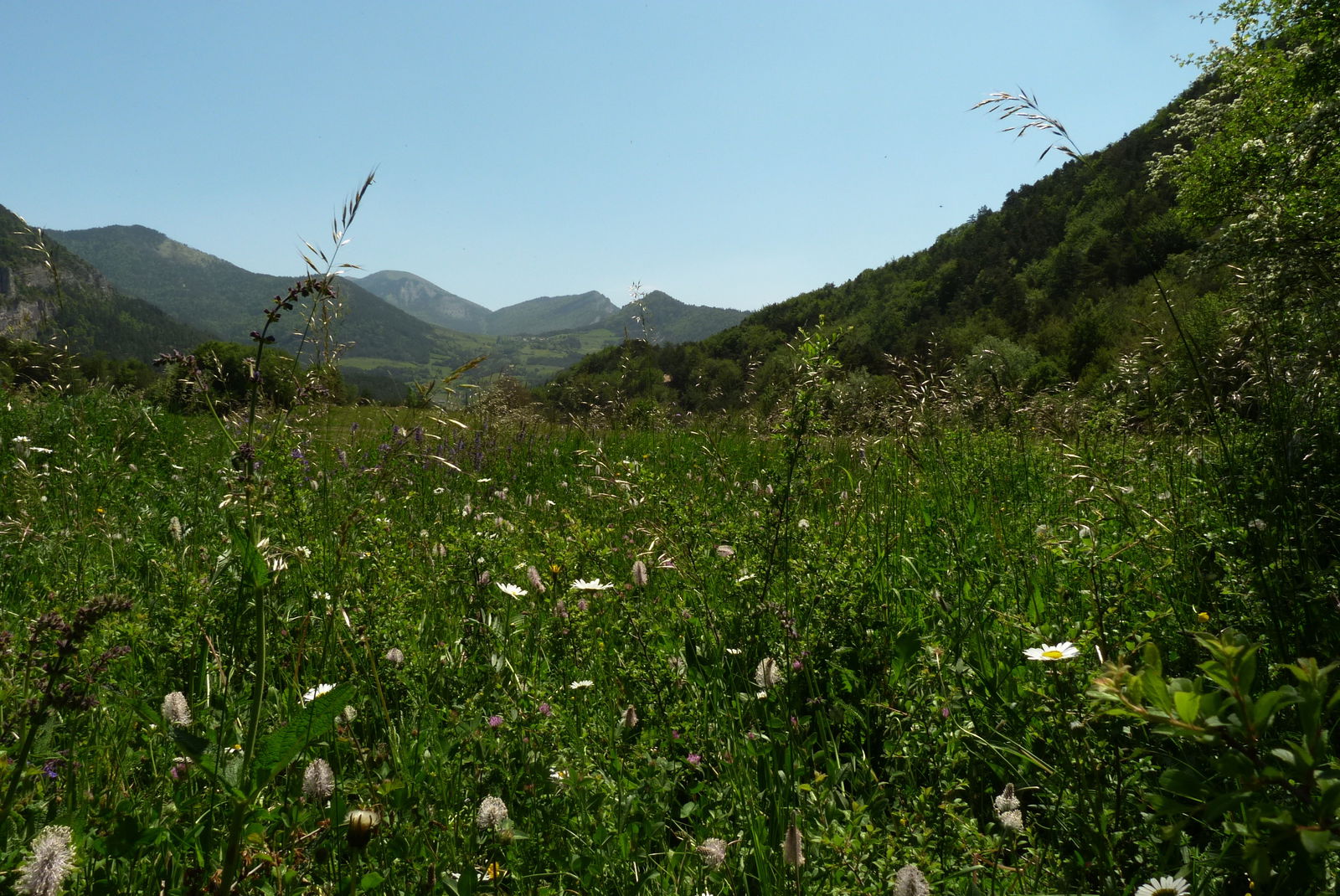 Famiglia Boulc 174138