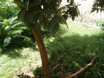 Chambre Chez L'habitant Napoli 240752-7