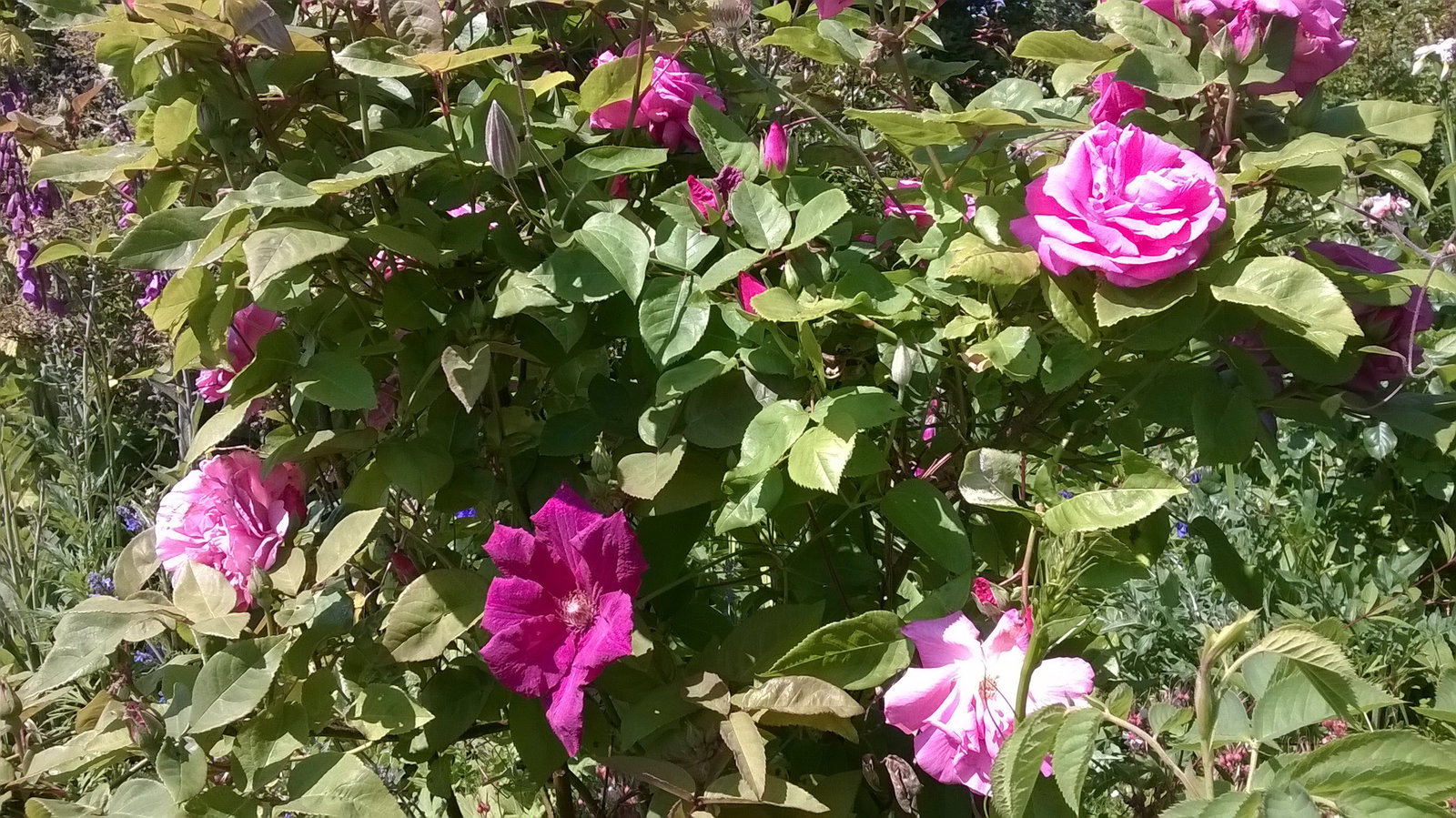 Gaascht Zëmmeren Hautot-l'Auvray 161048