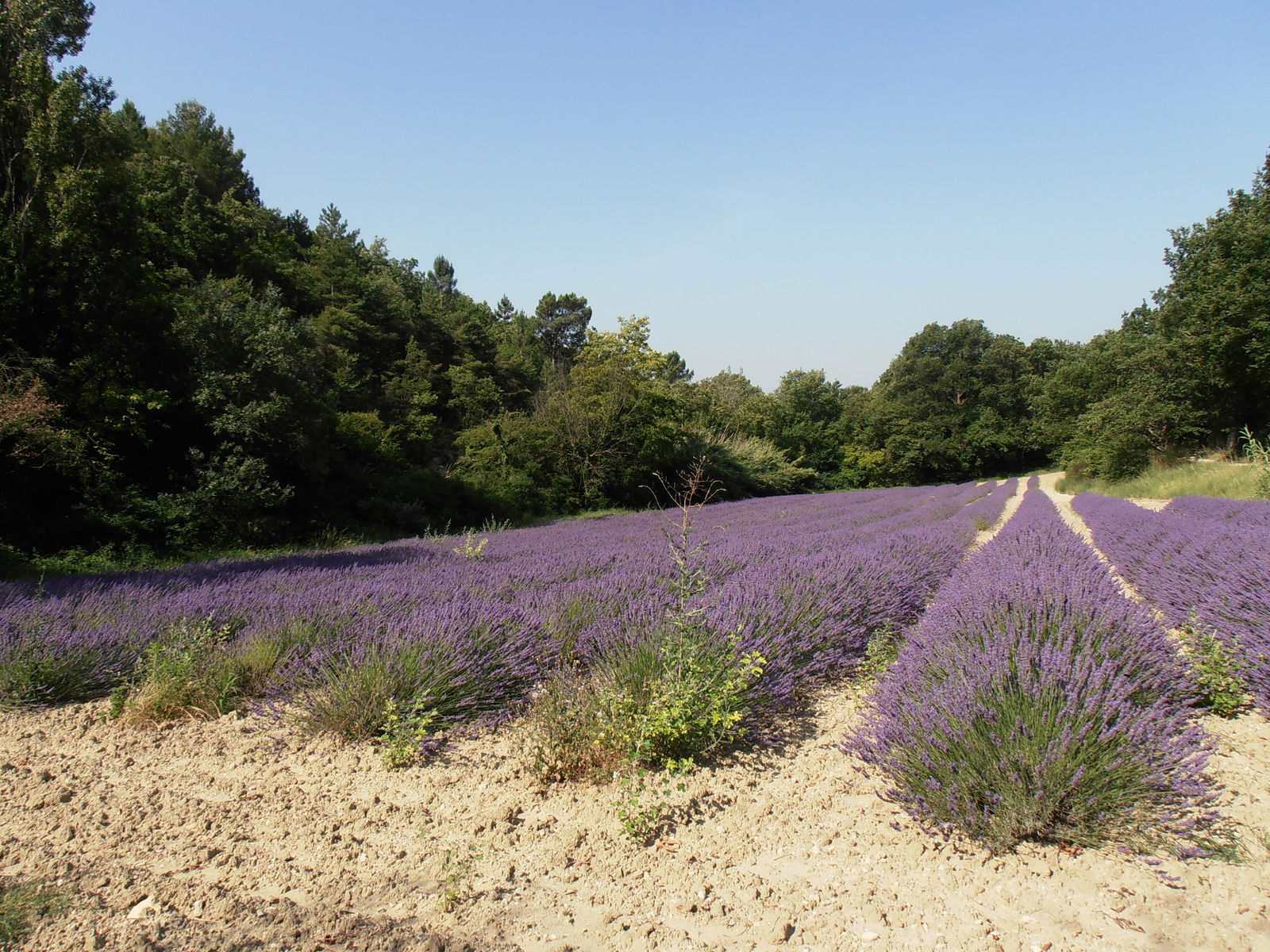 Estudio Independiente Saint-Paul-Trois-Châteaux 127611