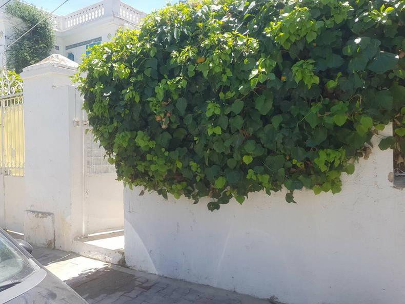 Toda La Casa Site archéologique de Carthage 259714-1