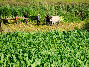 Logement Entier Viñales 266221-22