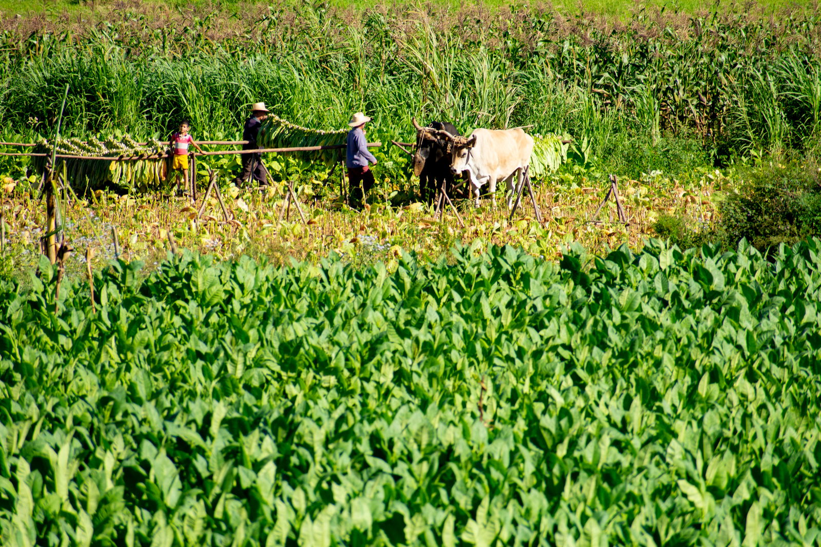 Unabhängiges Studio Viñales 266221