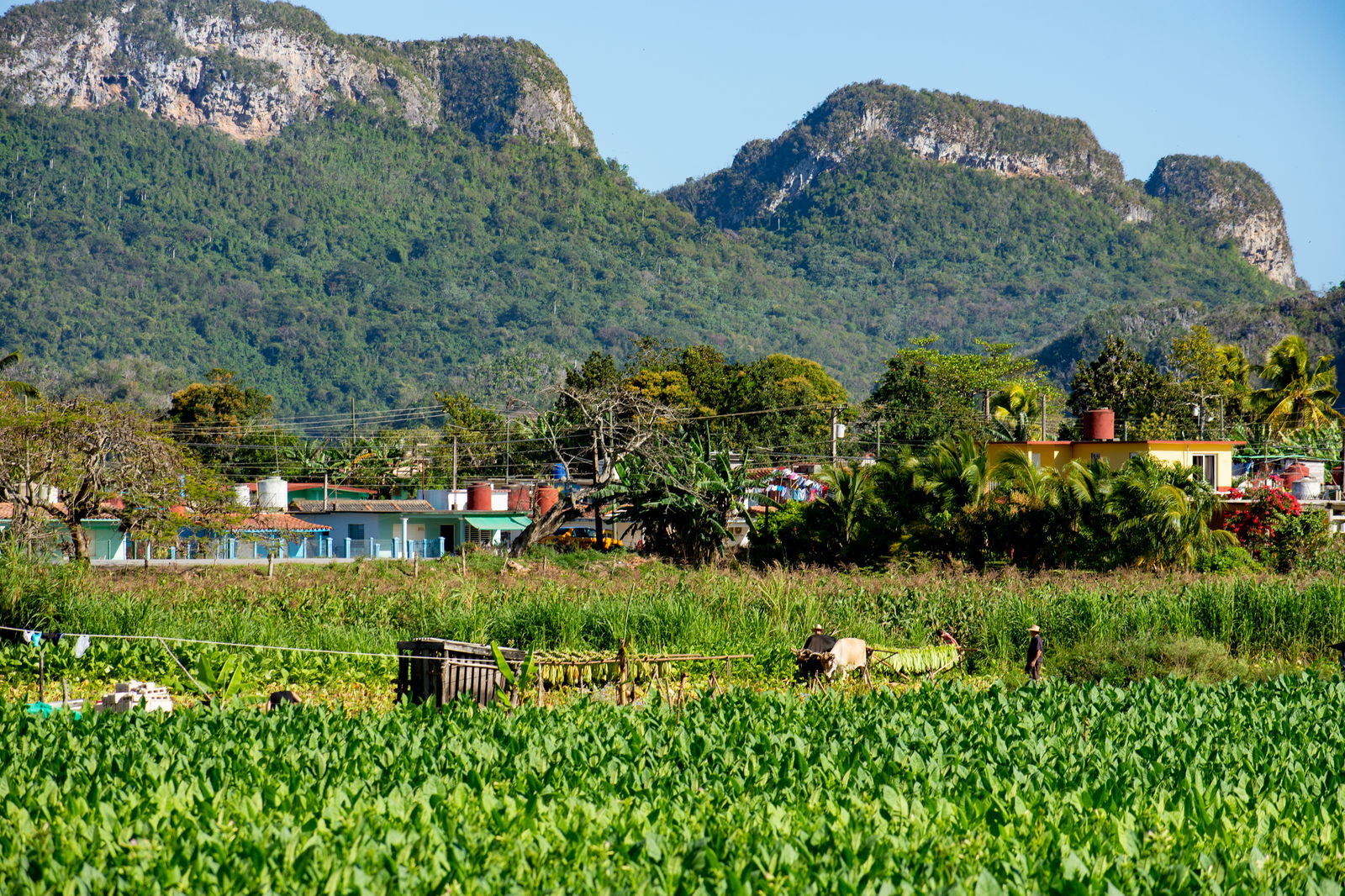 Quedarse En Casa Viñales 266220
