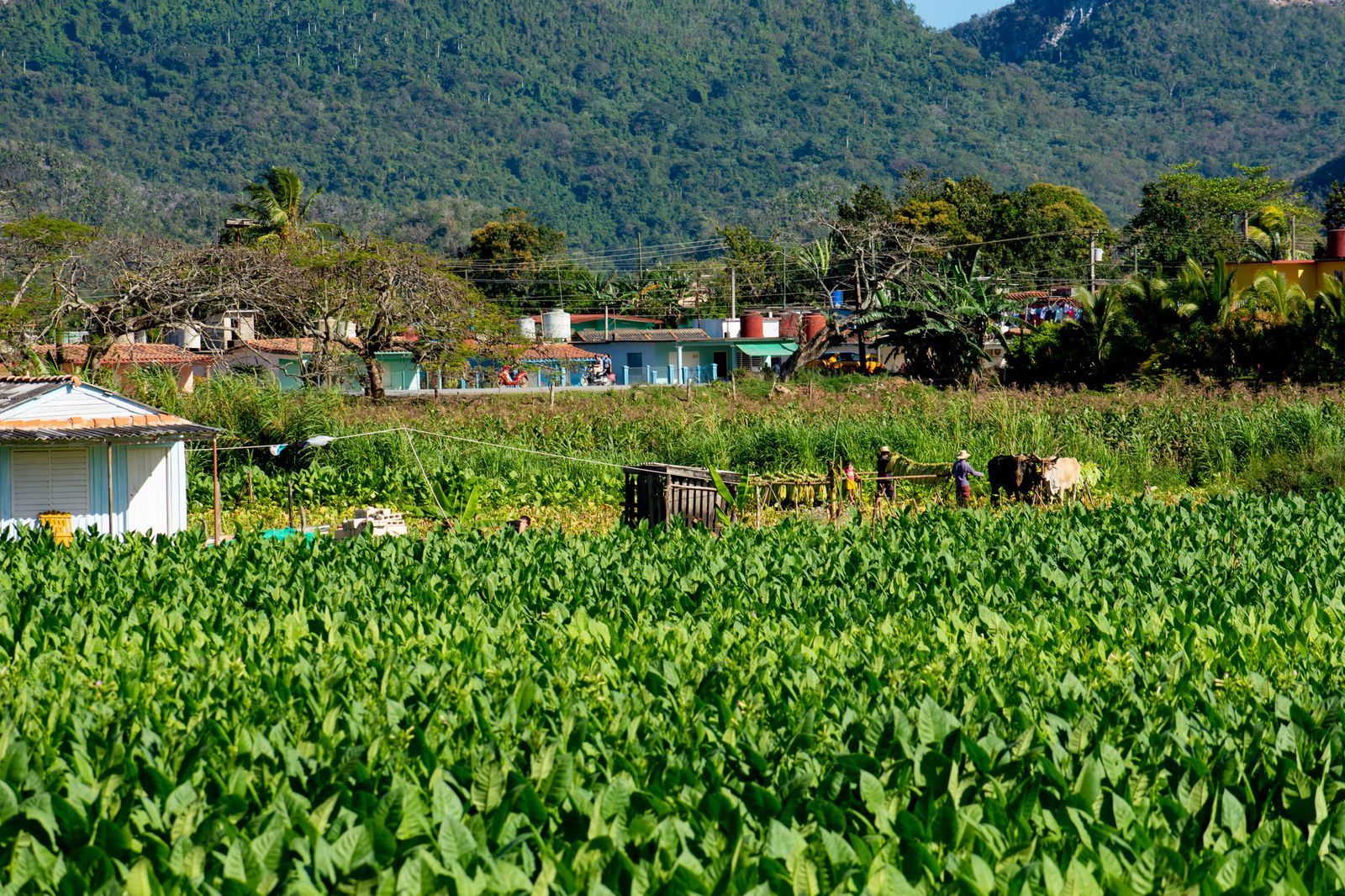 Quedarse En Casa Viñales 266220