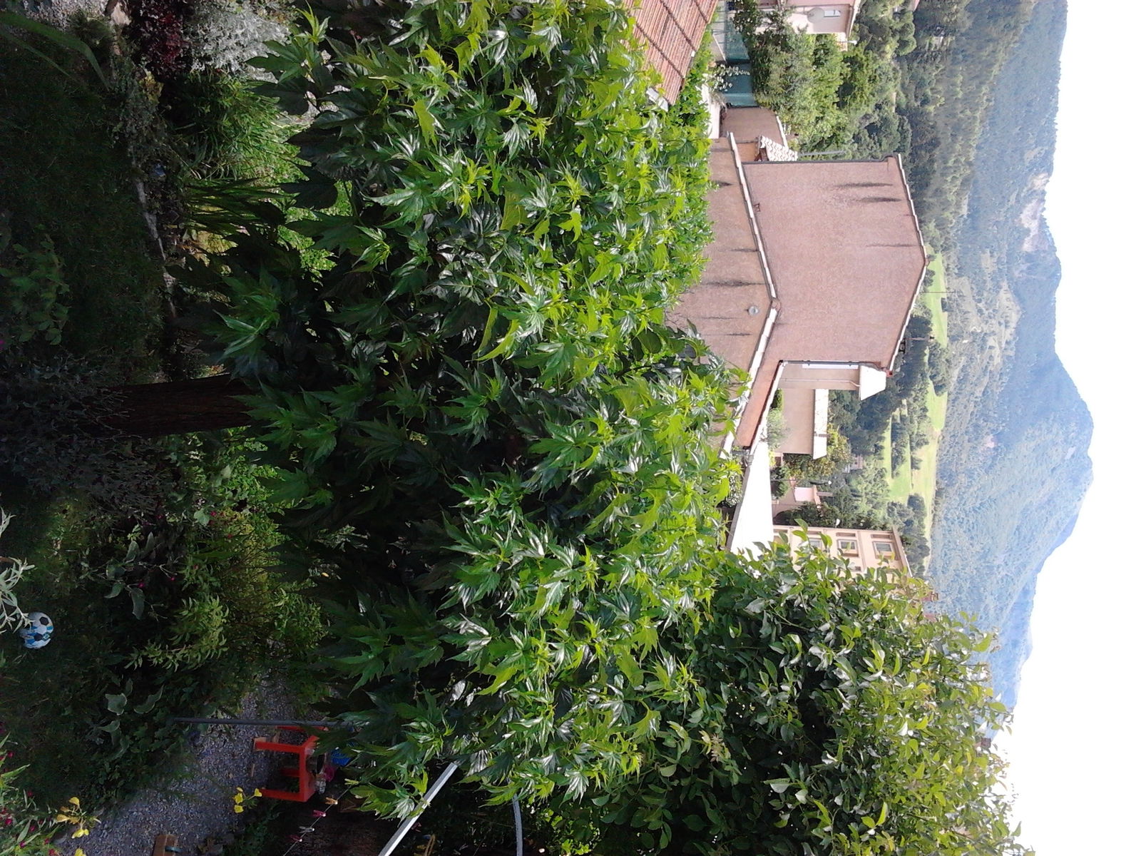 Colocação Digne-les-Bains 115066