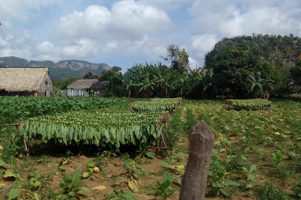 Homestay Viñales 188378