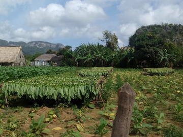 Chambre Chez L'habitant Viñales 188378-4