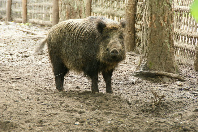 Estudio Independiente Przechlewo 47275