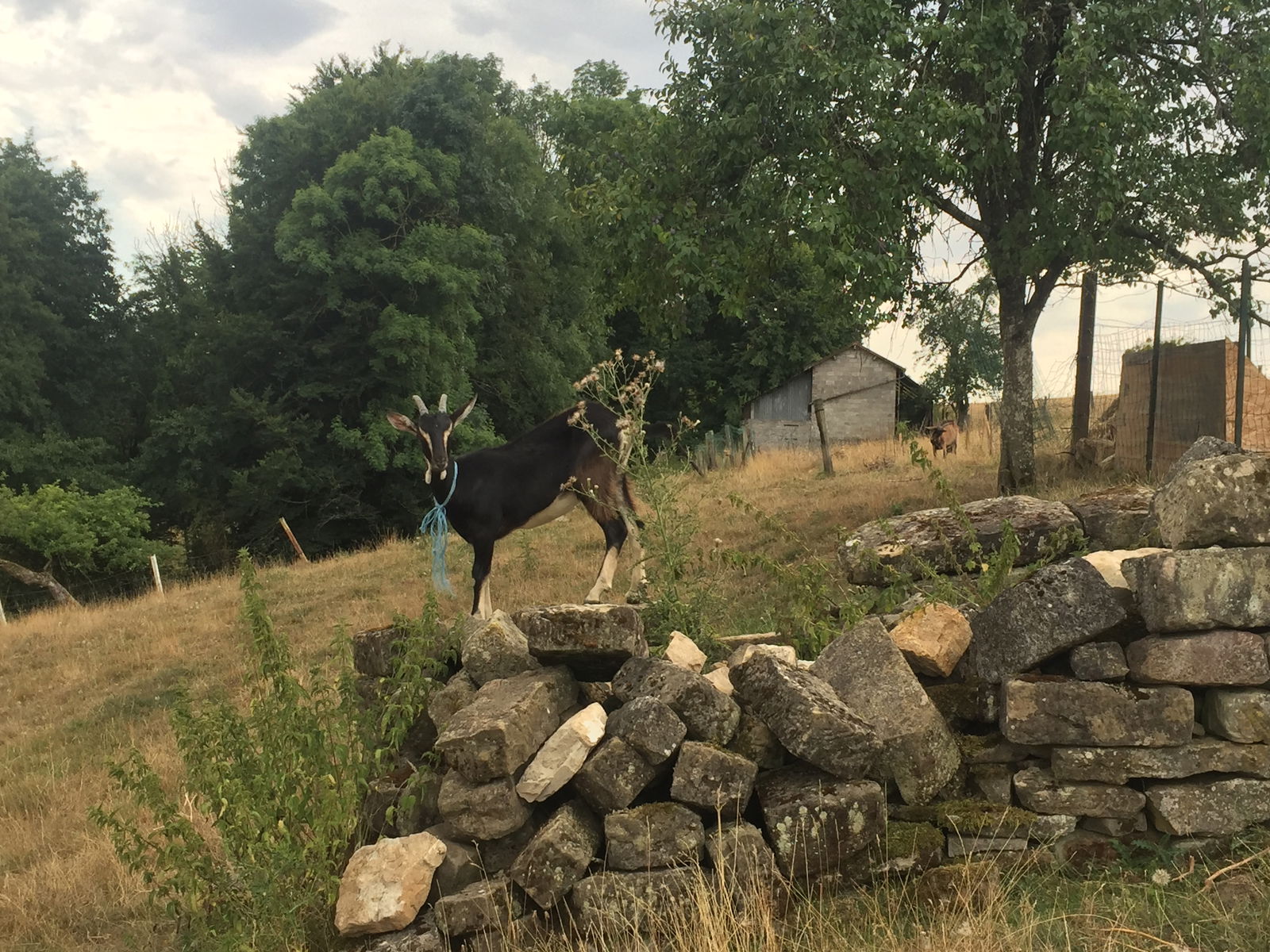 Famiglia Breuvannes-en-Bassigny 263295