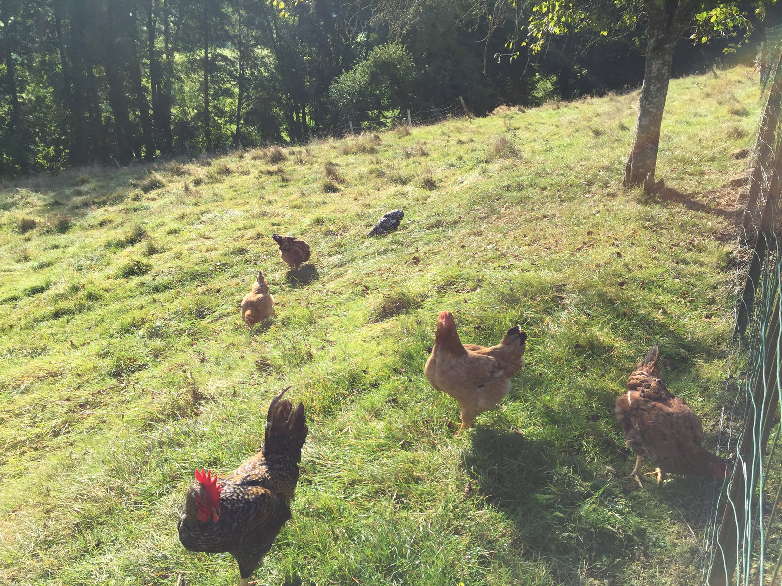 Famiglia Breuvannes-en-Bassigny 263295