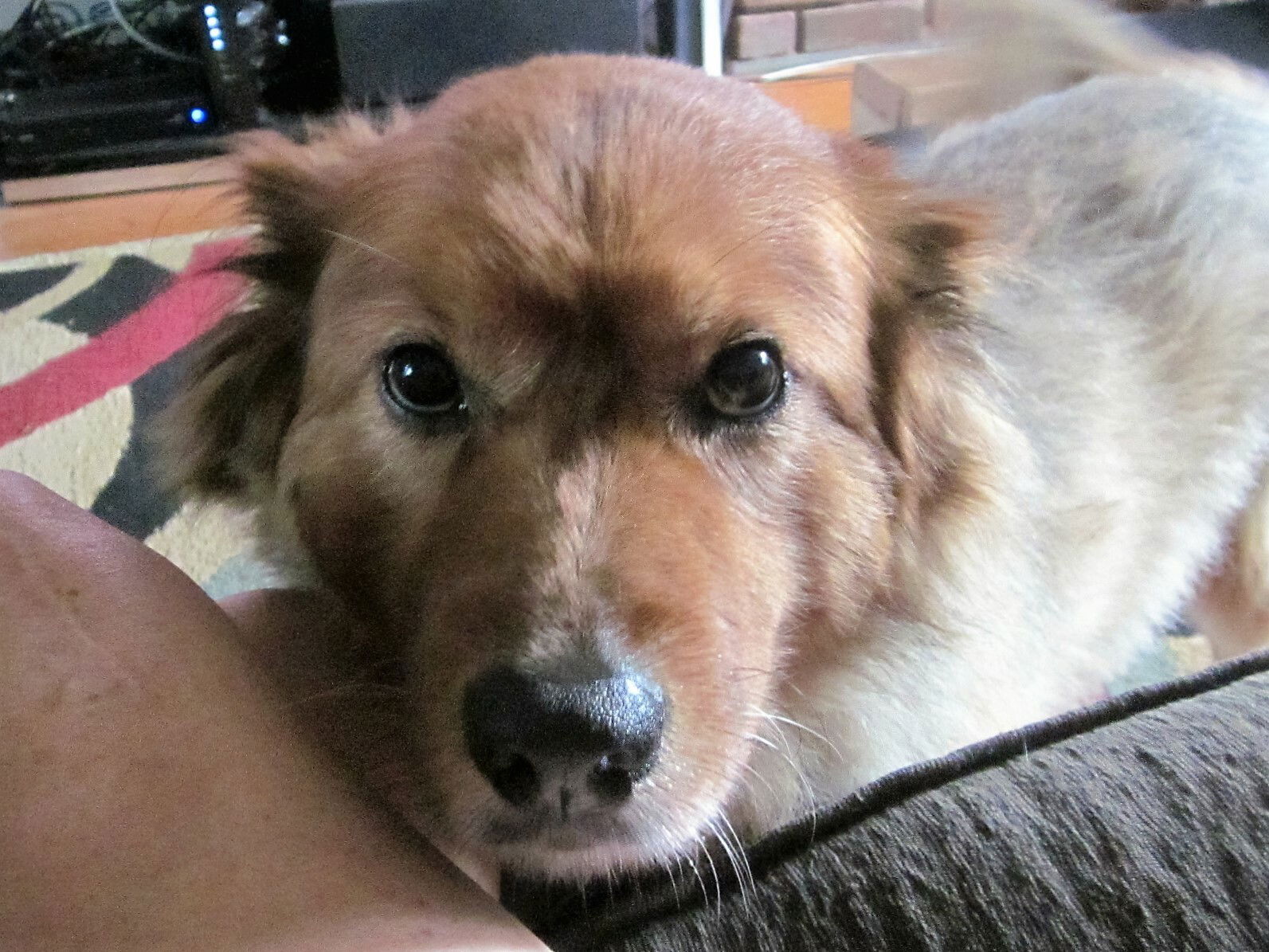 Famiglia Dunwoody 99763