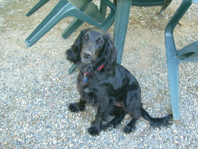 Colocación Camalès 59114