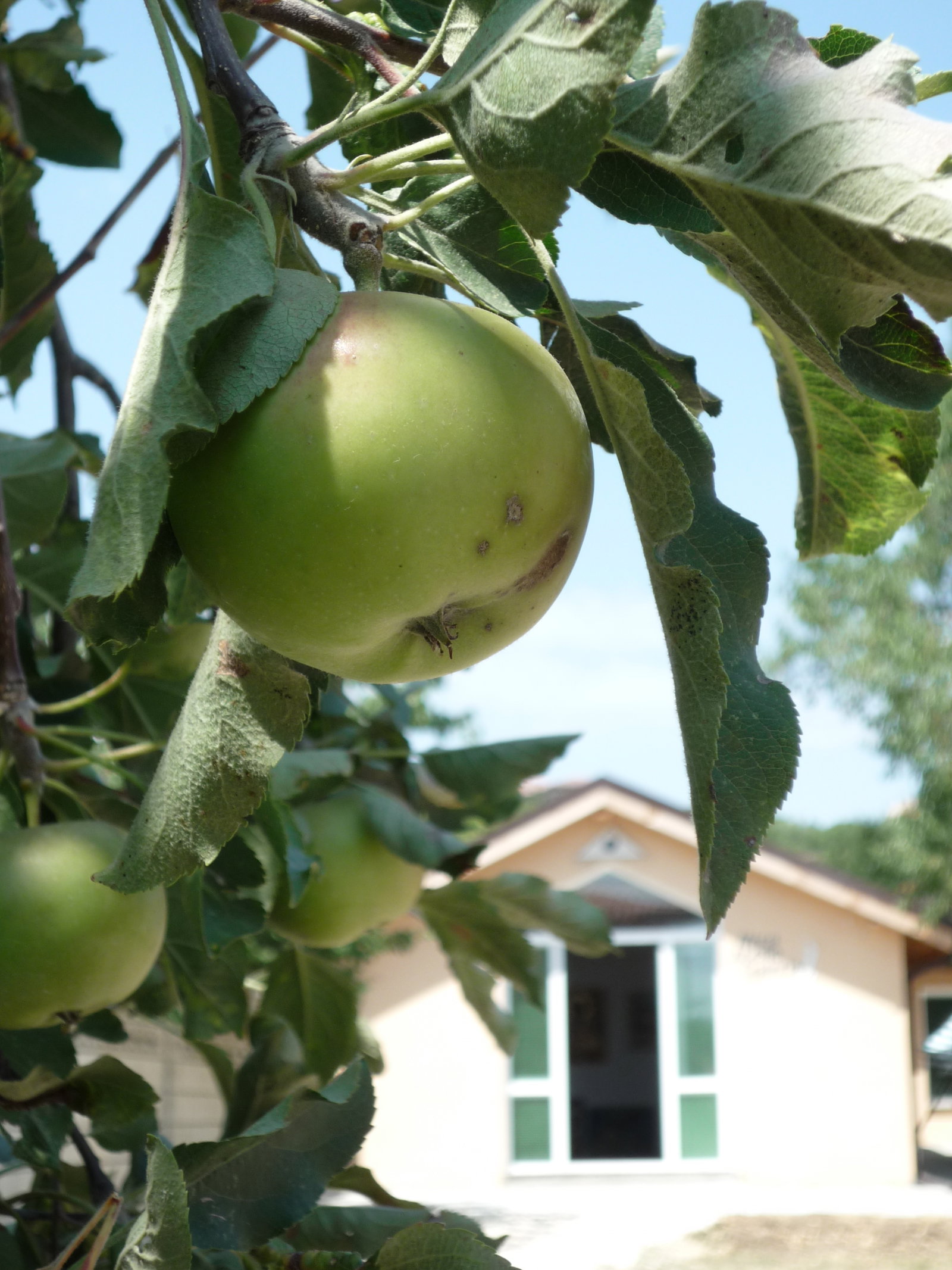 Tutta La Casa Varna 35887