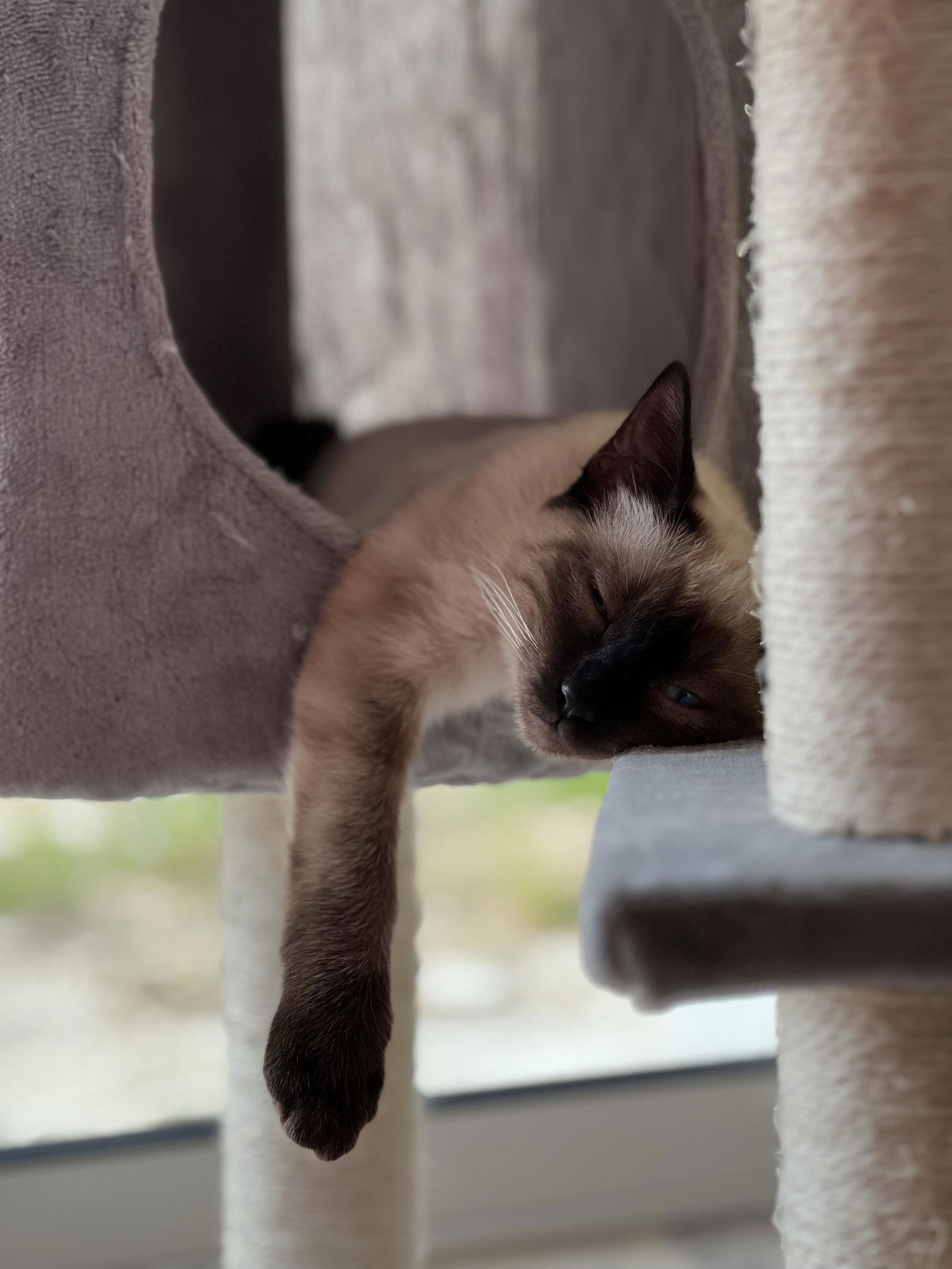 Famiglia Yvré-l'Évêque 370159