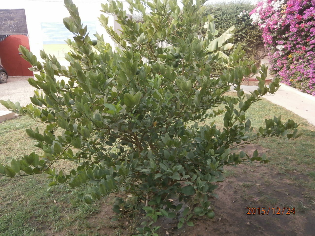 Tutta La Casa M'bour 164107