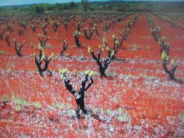 Chambre Chez L'habitant El Veïnat De Dalt 156010-11