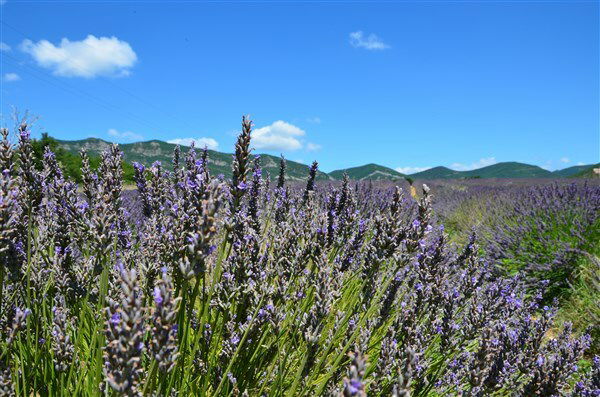 Estudio Independiente Roche-Saint-Secret-Béconne 197905