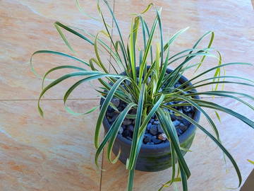 Colocation Viñales 313153-15