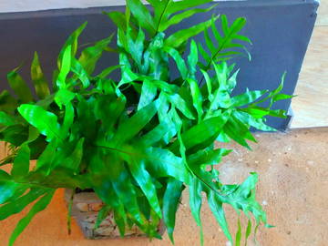 Colocation Viñales 313166-16