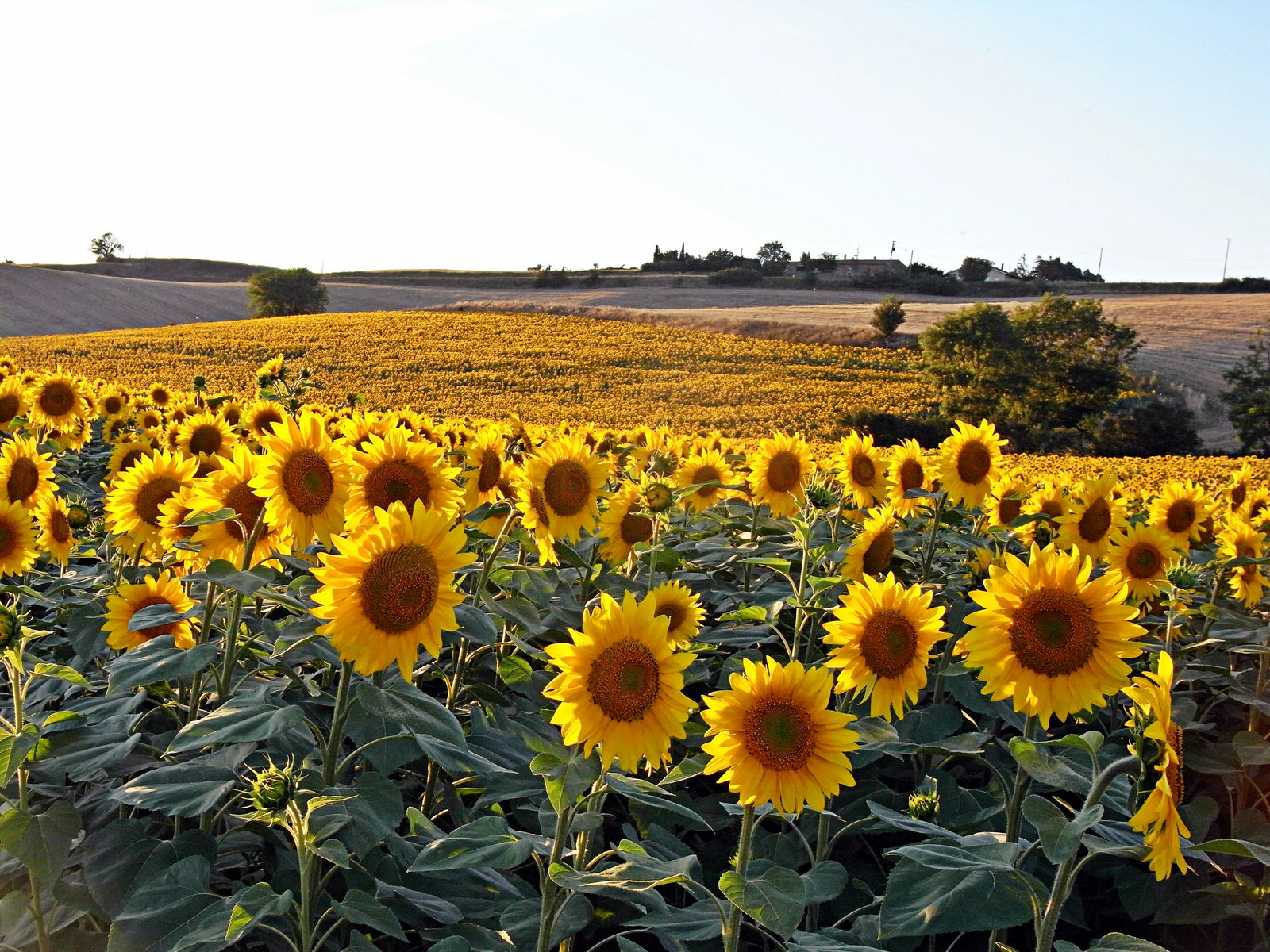 Monolocale Indipendente Lagarde 265443