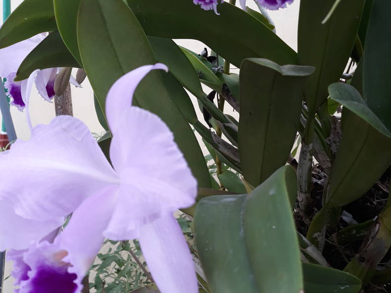 Quedarse En Casa Viñales 219127-2