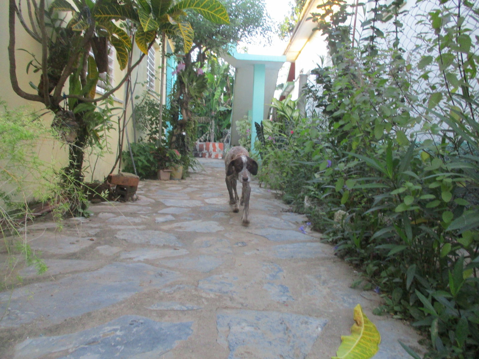 Quedarse En Casa Viñales 219127