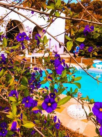 Estudio Independiente Puglia 158460