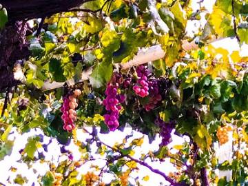 Entire Home Puglia 158460-12